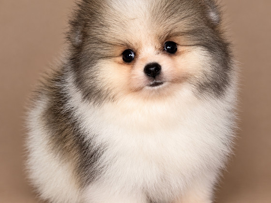 Pomeranian