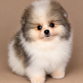 Pomeranian