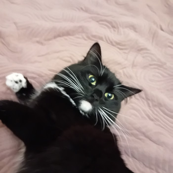 Кошка ищет жениха