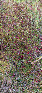 Müüa (1 foto / 1)