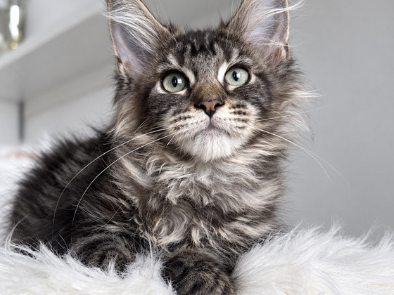 Maine Coon