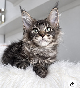 Maine Coon (1 фото из 3)