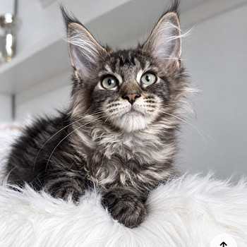 Maine Coon
