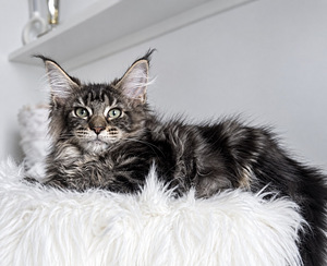 Maine Coon (2 фото из 3)