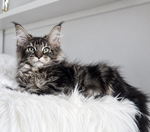 Maine Coon (3 фото из 3)