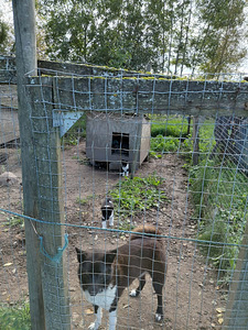2 Armsat beebit otsivad kodu! (3 foto / 5)