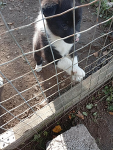 2 Armsat beebit otsivad kodu! (4 foto / 5)