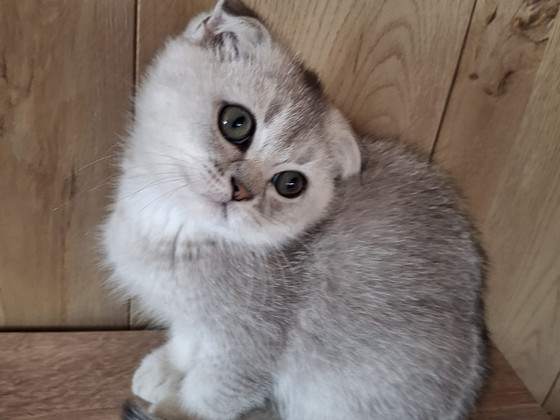 Шотландский вислоухий