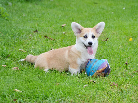 Welsh Corgi Pembroke
