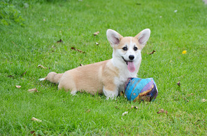 Welsh Corgi Pembroke (1 foto / 10)