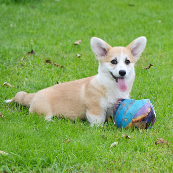 Welsh Corgi Pembroke