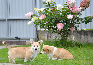 Welsh Corgi Pembroke (2 foto / 10)