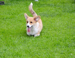 Welsh Corgi Pembroke (4 foto / 10)