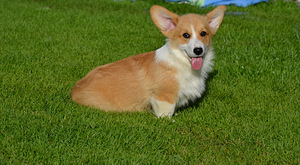 Welsh Corgi Pembroke (5 foto / 10)