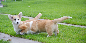 Welsh Corgi Pembroke (8 foto / 10)