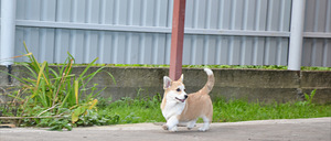 Welsh Corgi Pembroke (9 foto / 10)