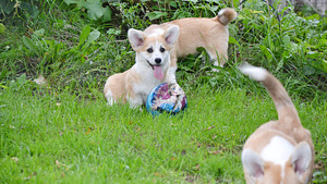 Welsh Corgi Pembroke (10 foto / 10)
