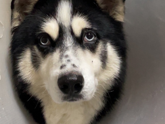 Annan ära husky