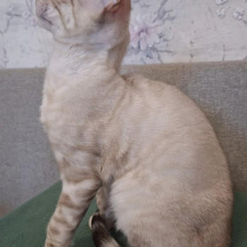 Bengal