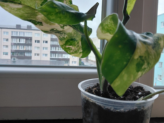 Filodendron Domesticum variegata