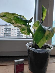 Филодендрон Domesticum variegata (1 фото из 2)