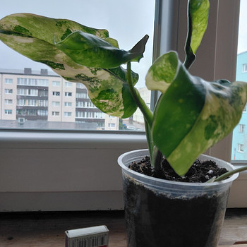 Filodendron Domesticum variegata