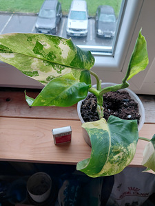 Филодендрон Domesticum variegata (2 фото из 2)