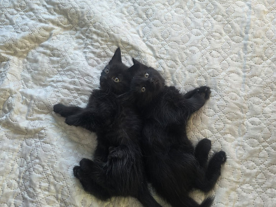 Котята