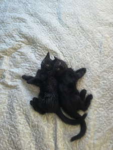 Котята (1 фото из 1)