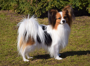 Papilloni kutsikad (9 foto / 9)