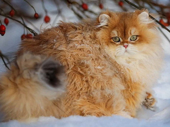 котёнок GOLDEN BRITI