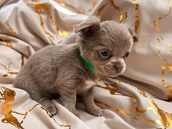 Müüa chihuahua kutsikad
