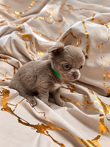 Müüa chihuahua kutsikad (1 foto / 7)