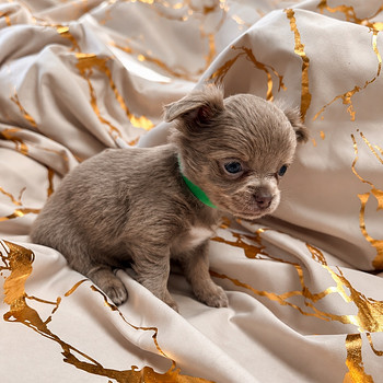 Müüa chihuahua kutsikad