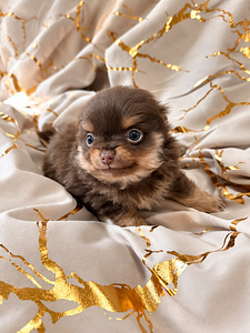 Müüa chihuahua kutsikad (2 foto / 7)