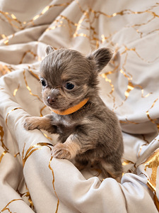 Müüa chihuahua kutsikad (3 foto / 7)