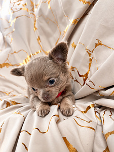 Müüa chihuahua kutsikad (4 foto / 7)