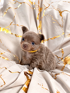 Müüa chihuahua kutsikad (5 foto / 7)