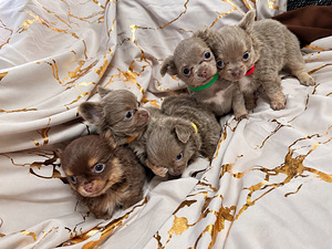 Müüa chihuahua kutsikad (7 foto / 7)