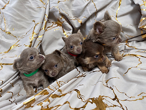 Müüa chihuahua kutsikad (6 foto / 7)