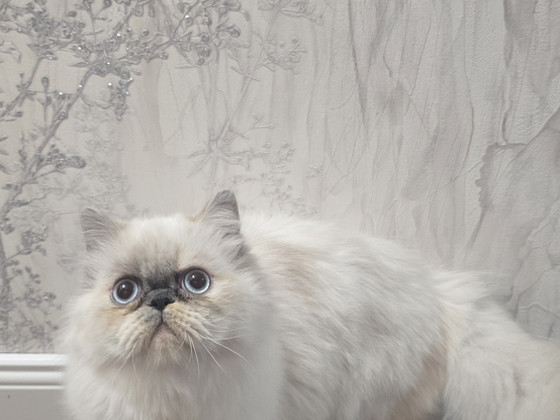 Персидская кошечка