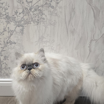 Персидская кошечка