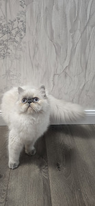 Персидская кошечка (2 фото из 2)