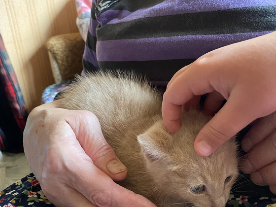 Котята ищут дом
