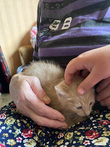 Котята ищут дом (1 фото из 5)