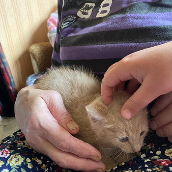 Kassipojad otsivad kodu