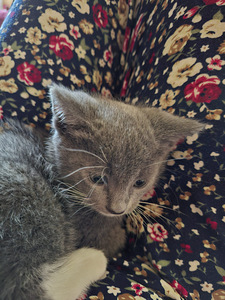 Котята ищут дом (2 фото из 5)
