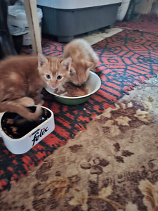 Котята ищут дом (4 фото из 5)