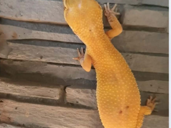 Leopardgekod otsivad uut kodu!