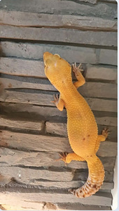 Leopardgekod otsivad uut kodu! (1 foto / 5)